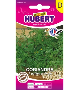 Coriandre à Petites Graines