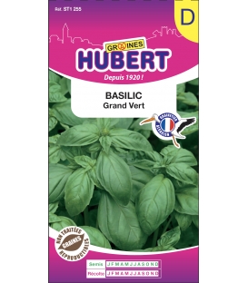 Basilic Grand Vert