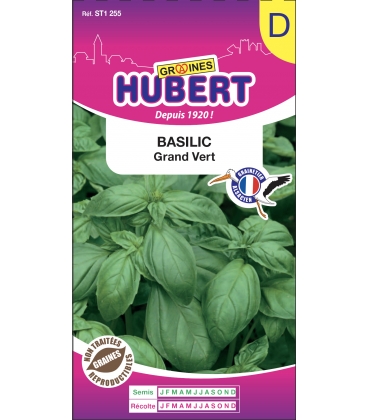 Basilic Grand Vert