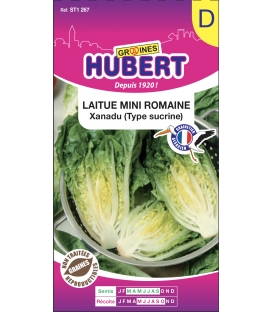 Mini Romaine Xanadu Type Sucrine