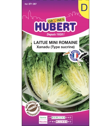 Mini Romaine Xanadu Type Sucrine
