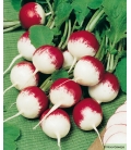 Radis de Sézanne Race Montauban © Images protégées téléchargement interdit !