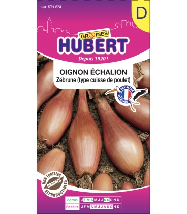 Oignon Echalion Z&eacute;brune