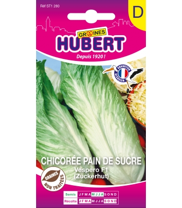 Chicor&eacute;e Pain de Sucre Vespero F1