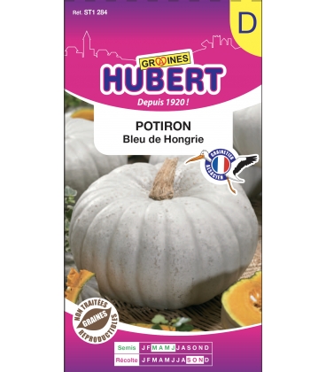 Potiron Bleu de Hongrie Nagydobosi S&uuml;t&ouml;kok