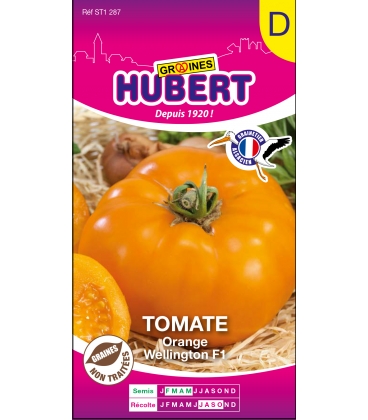 Tomate Orange Wellington F1