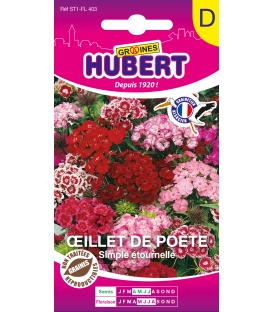 Oeillet de Poète Simple Etournelle Varié