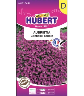 Aubrieta Leichtlinii Carmin