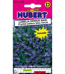 Lobelia Erinus Crytal Palace Nain Compact &copy; Image prot&eacute;g&eacute;e t&eacute;l&eacute;chargement interdit!