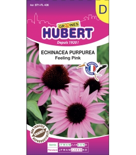 Echinacea Purpurea Feeling Pink &copy; Images prot&eacute;g&eacute;es t&eacute;l&eacute;chargement interdit !