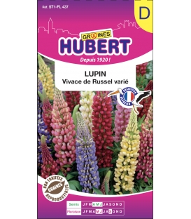 Lupin Vivace de Russel Varié