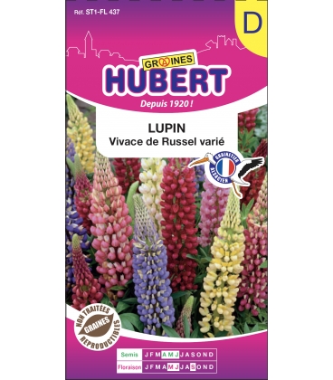 Lupin Vivace de Russel Vari&eacute;