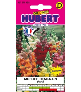 Muflier Demi-nain Double Varié