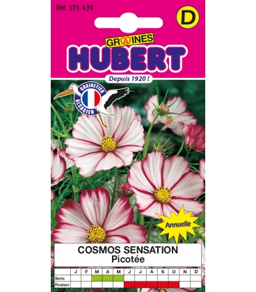 Cosmos Sensation Picot&eacute;e