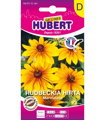 Rudbeckia Marmalade
