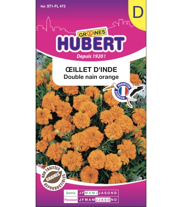 Oeillet d'Inde Double Nain Orange