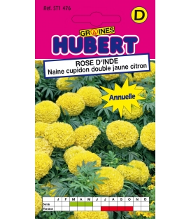 Rose d'Inde Naine Cupidon Double Jaune Citron