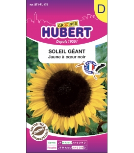 Soleil Géant Simple Jaune d'Or