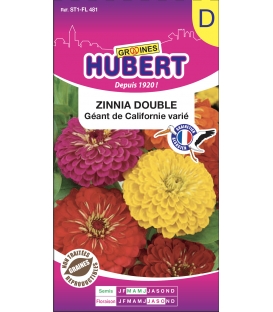 Zinnia Double G&eacute;ant de Californie Vari&eacute; &copy; Image prot&eacute;g&eacute;e t&eacute;l&eacute;chargement interdit !