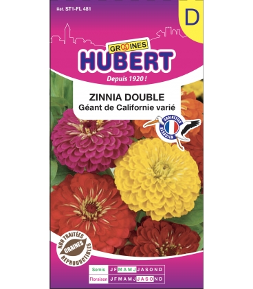 Zinnia Double G&eacute;ant de Californie Vari&eacute;