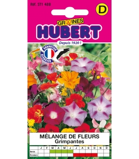 Fleurs Grimpantes en M&eacute;lange