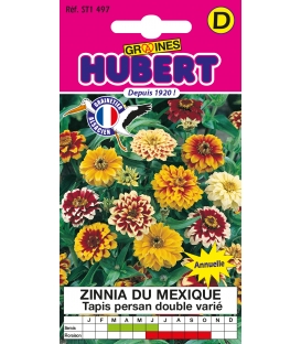 Zinnia du Mexique Tapis Persan Double Vari&eacute; &copy;Images prot&eacute;g&eacute;es t&eacute;l&eacute;chargement interdit !