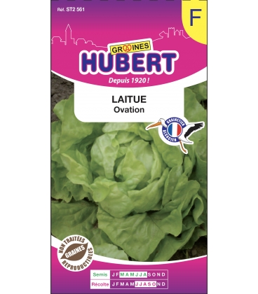 Laitue Ovation