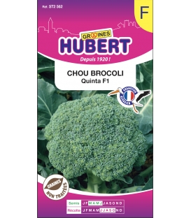 Chou Brocoli Quinta F1 &copy;Images prot&eacute;g&eacute;es t&eacute;l&eacute;chargement interdit !
