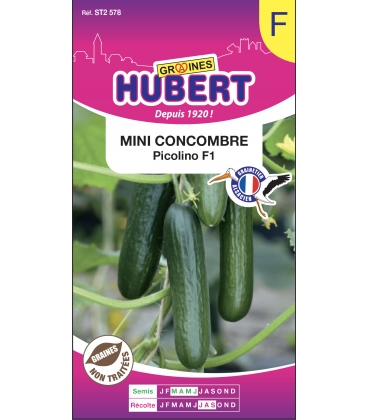 Mini Concombre Picolino F1