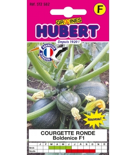 Courgette Boldenice F1