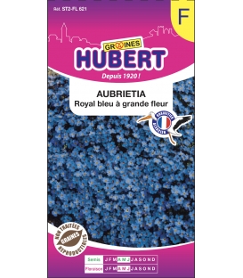 Aubrietia Royal Bleu à Grande Fleur