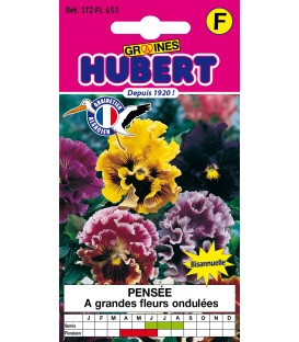 Pensée Ondulées à Grandes Fleurs