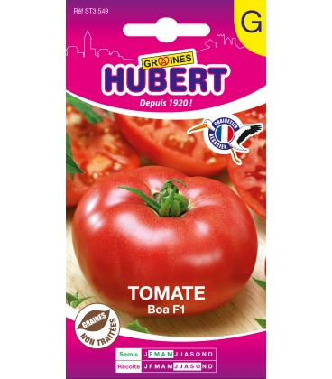 Tomate BOA F1