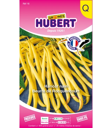 Haricot Beurre de Rocquencourt