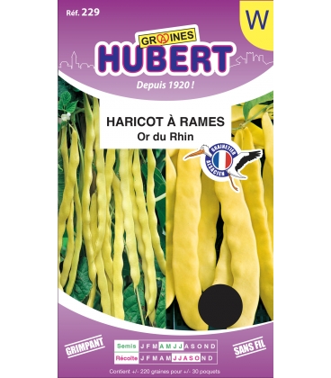 Haricot Or du Rhin / Merveille de Venise
