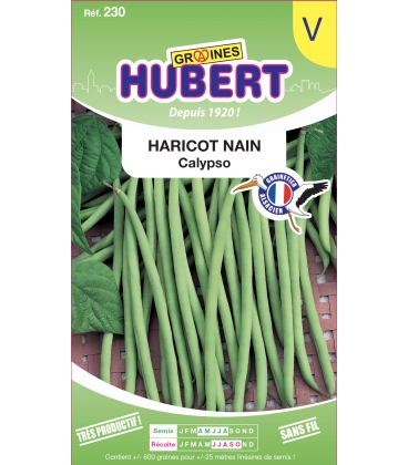 Haricot Calypso Mangetout Nain