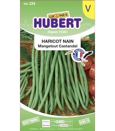 Haricot Castandel Nain