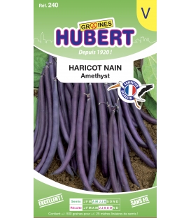 Haricot Amethyst Nain