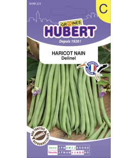Haricot Delinel 50 Graines