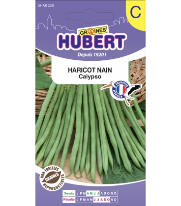 Haricot Calypso Mangetout Nain 50 Graines