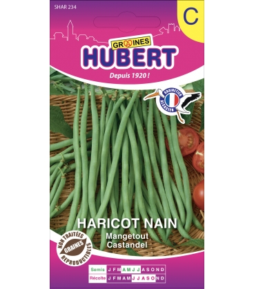 Haricot Castandel 50 Graines