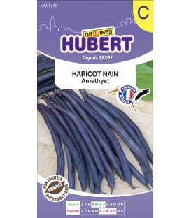 Haricot Amethyst Nain 50 Graines