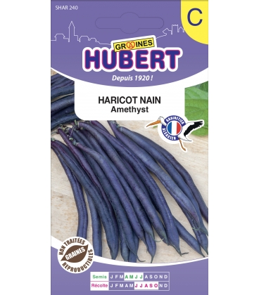 Haricot Amethyst Nain 50 Graines