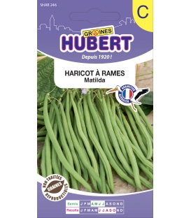 Haricot Matilda Ramant - 35 Graines