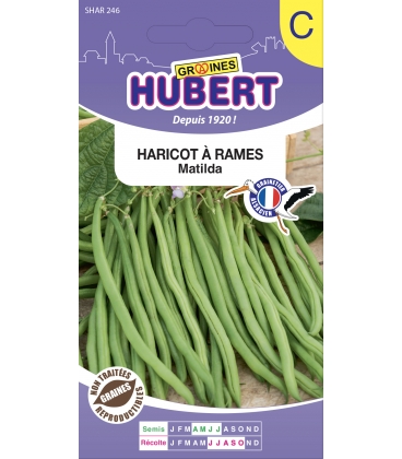 Haricot Matilda Ramant - 35 Graines