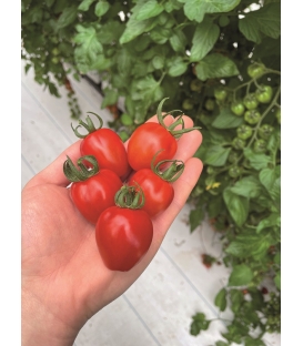 Tomate Lovertino F1 Cerise Allong&eacute;e - 5 Graines