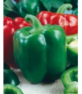 Poivron California Wonder