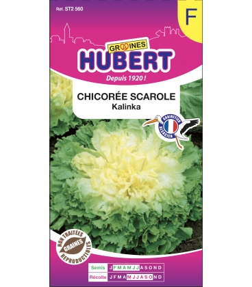 Chicor&eacute;e Scarole Kalinka