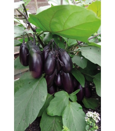 Aubergine Patio F1 - 5 Graines