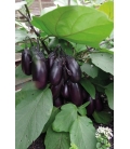 Aubergine Patio F1 - 5 Graines
